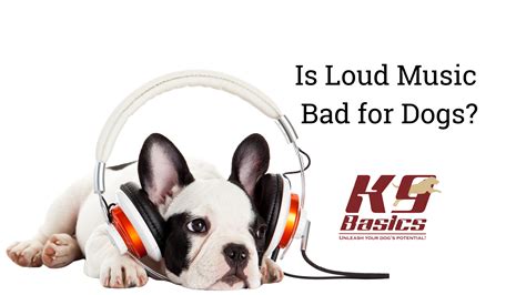 Is loud music bad for dogs? Let's talk about how music affects our furry friends' health and happiness.