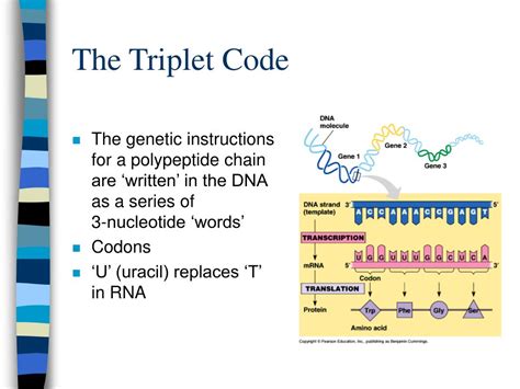 what is a triplet in music? how does the concept of triplet relate to the structure of DNA?